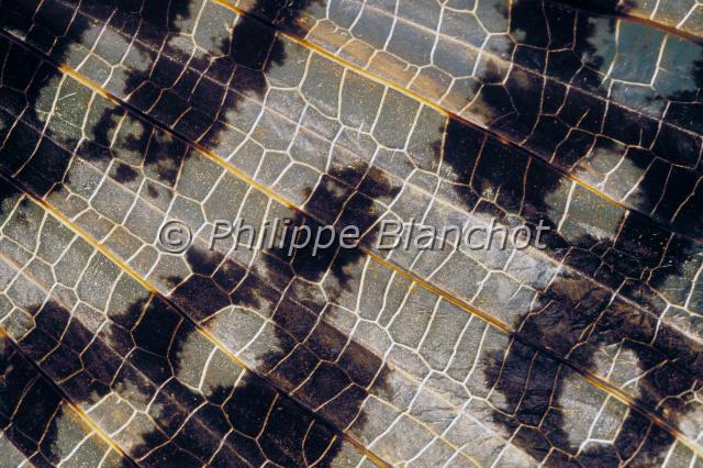 aile phasma gigas.JPG - Gros plan, aile de Phasma gigasPhasme géantGiant walkingstick wingPhasmatodea, PhasmidaeNouvelle-Guinée